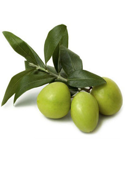 Olive / Jolpai